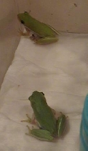 Pokey and Fat-Butt
