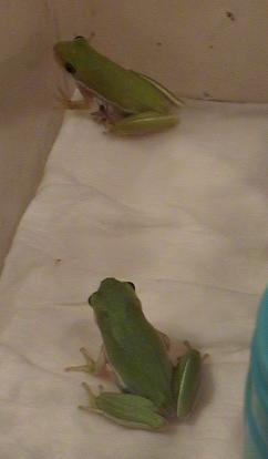 Pokey and Fat-Butt