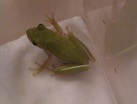 Pokey sees a cricket