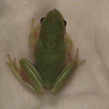 Fat-Butt