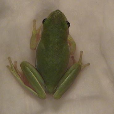 Fat-Butt