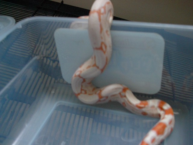 amazing albino