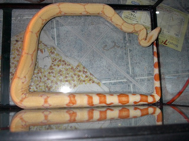 my albimo boa