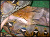 tail and foot