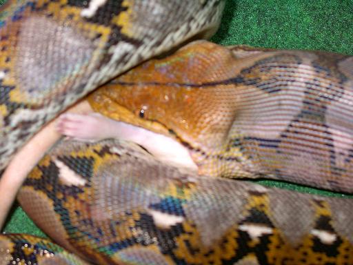 tail and foot