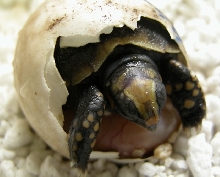 skull head hatchling