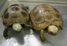 elongated hatchlings