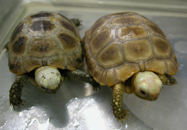 elongated hatchlings