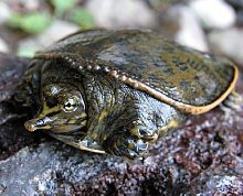 Fl softshell