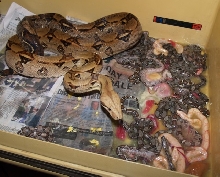 Het (Albino) X Het (Albino) Breeding