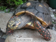 redfoot adult female