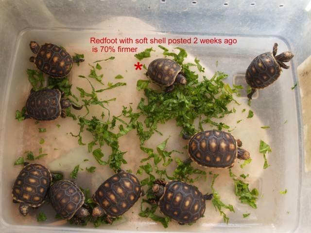 redfoot 3