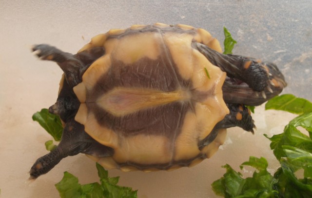 redfoot-4
