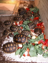 Baby Red Foot's