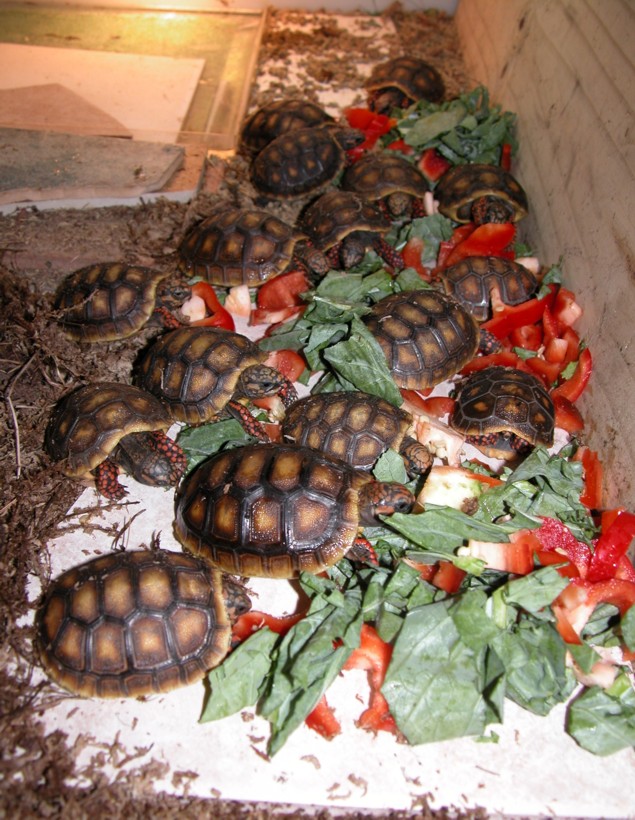 Baby Red Foot's