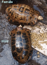 adult elongated's