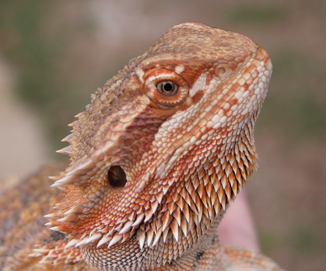 Red Beard