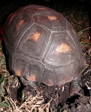 egg laying