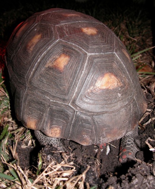 egg laying