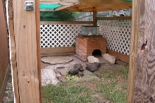 enclosure tortoise