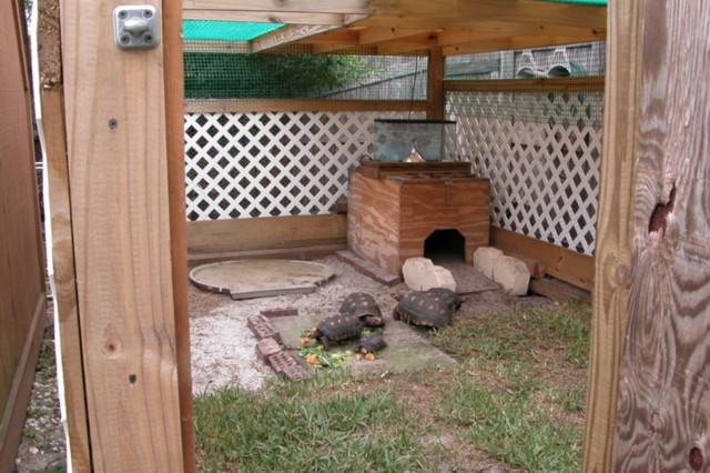 enclosure tortoise