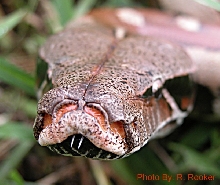 Malaysian Blood Face