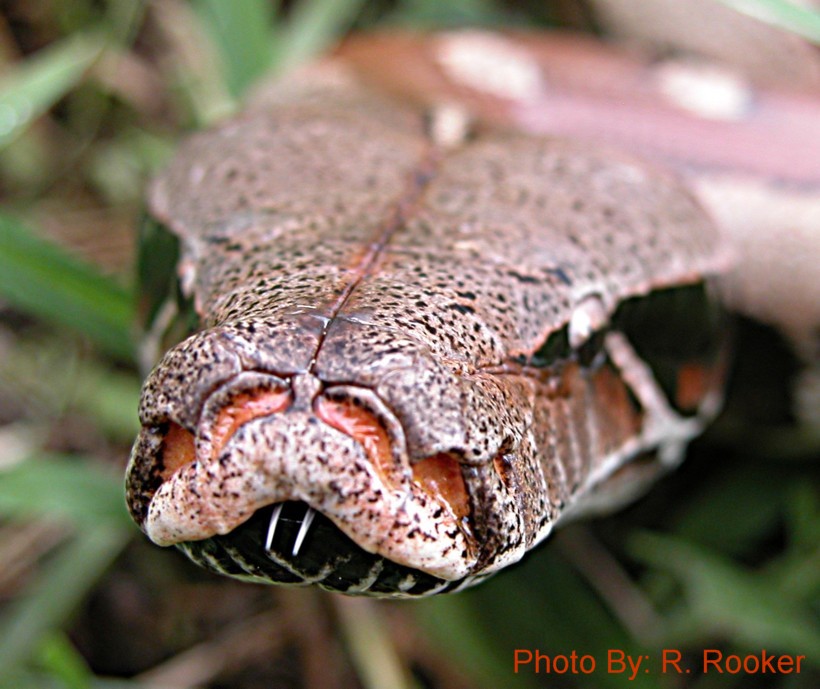 Malaysian Blood Face