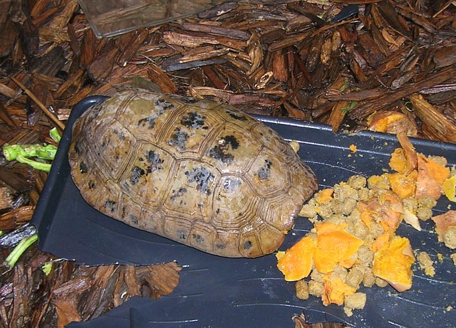 female elongated