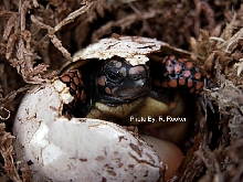 Redfoot Hatch