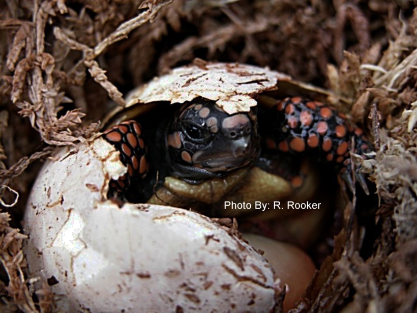 Redfoot Hatch