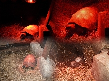 infrared heat for cold night egg laying