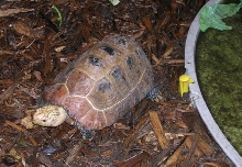 male elongated