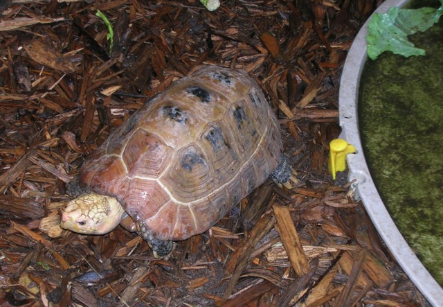 male elongated