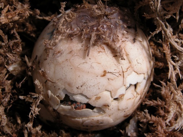 silicone egg hatch