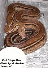 B.Clark's Stripe Boa