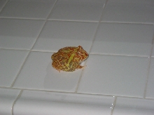 This is my albino pac man frog