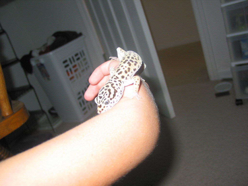 Rex