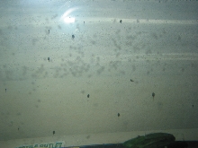 Bullfrog tads