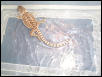 beardie bath.
