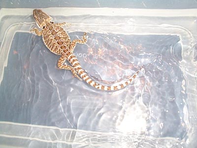 beardie bath.