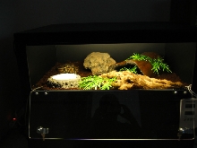 Cage 1