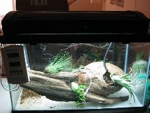 frog terrarium 1