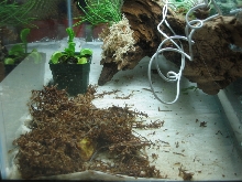 horned frog