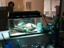 frog terrarium 2