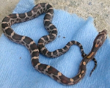 new hatchling