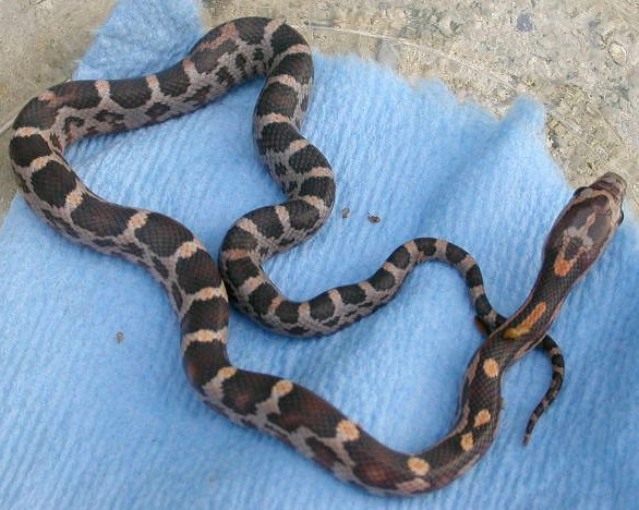 new hatchling