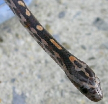 new hatchling