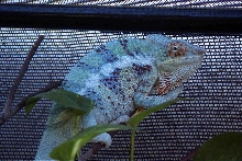 Ambanja Panther Chameleon