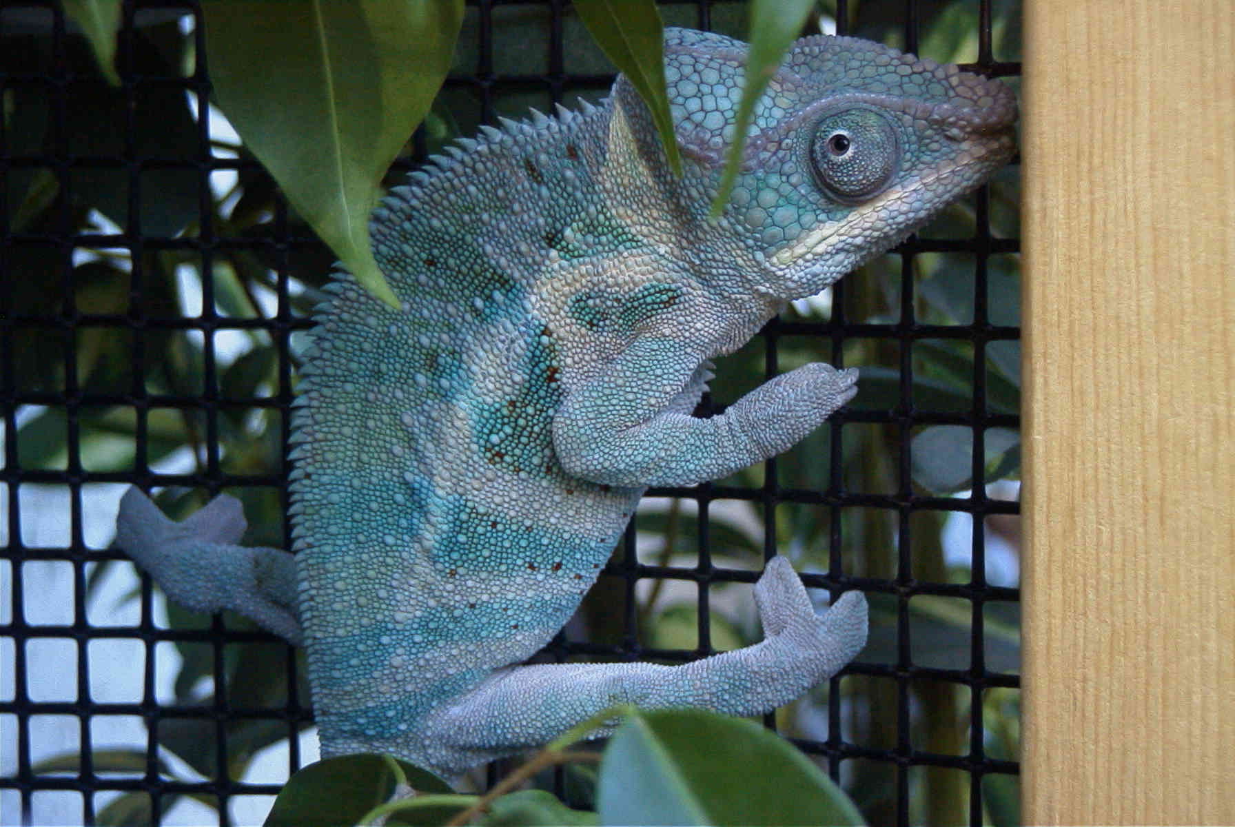 Blue Bar Ambanja