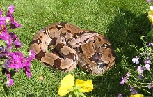 Female Guyana